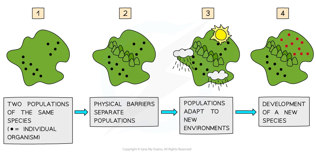 The process of speciation