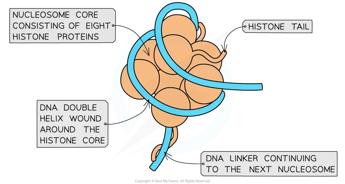 Structure of a nucleosome diagram