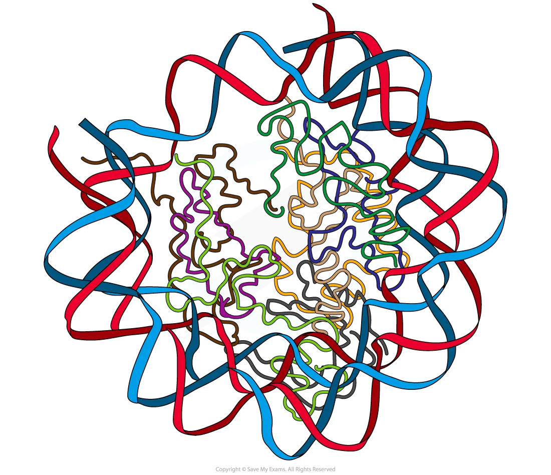 Structure of human nucleosome diagram