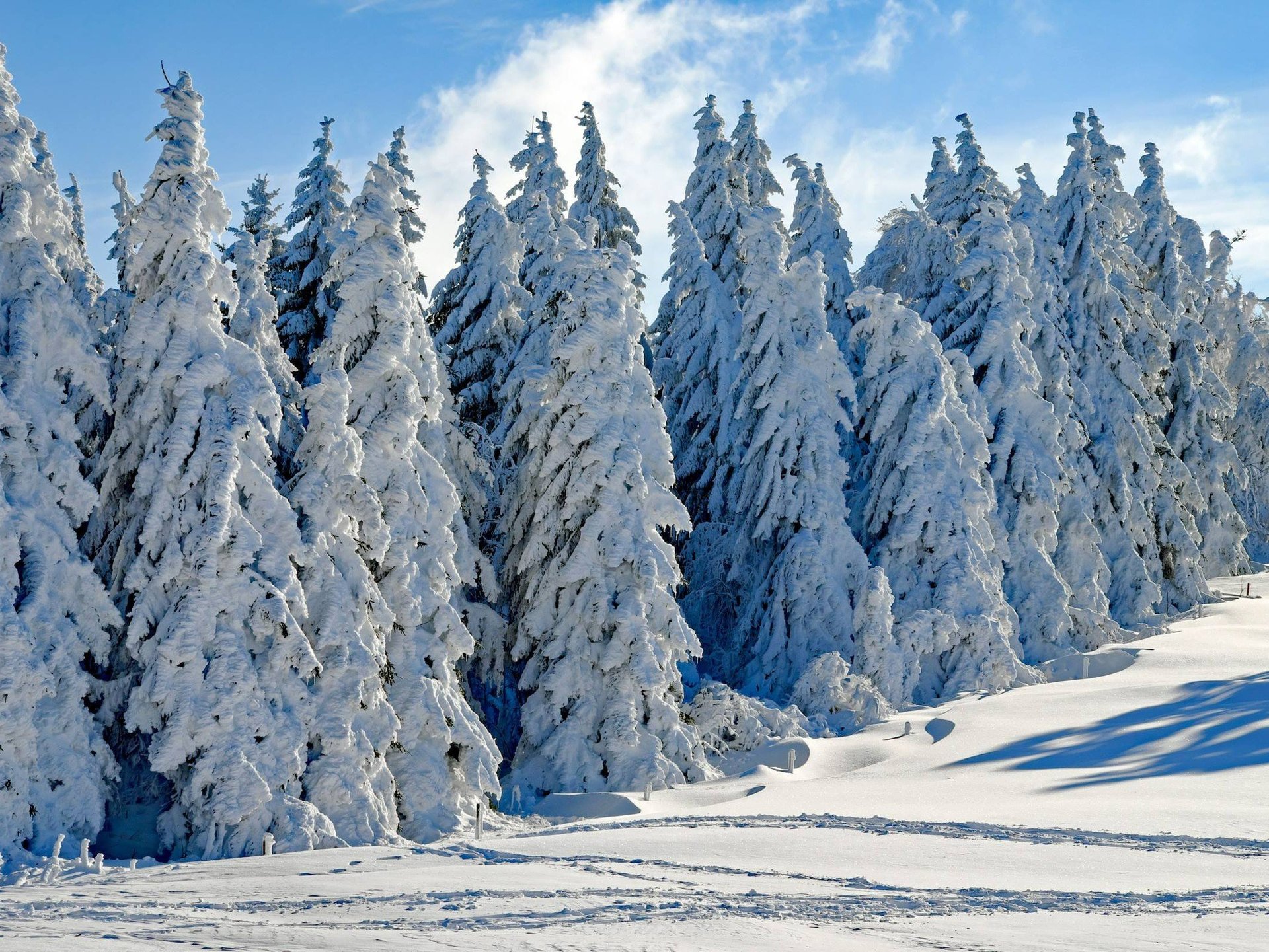 taiga-boreal-forest-photo