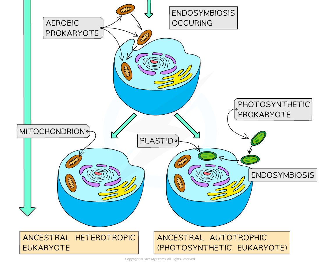 the-endosymbiotic-theory---an-ex