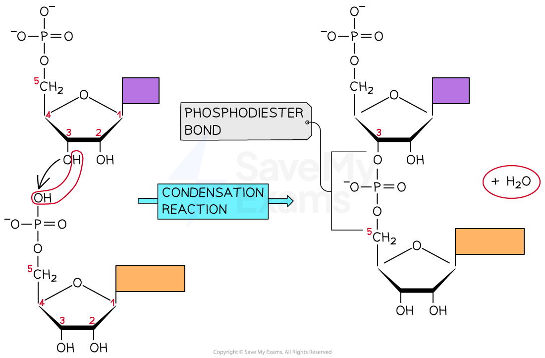 The formation of an RNA polymer diagram