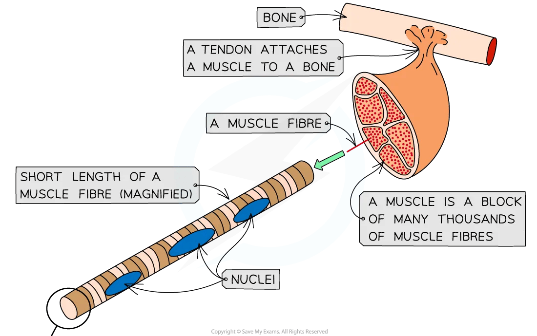 ultrastructure-of-striated-muscle-diagram