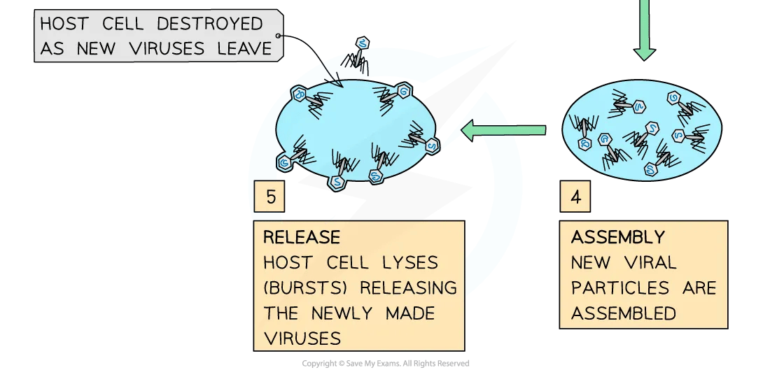 viral-replication-lytic-pathway-diagram-part-2