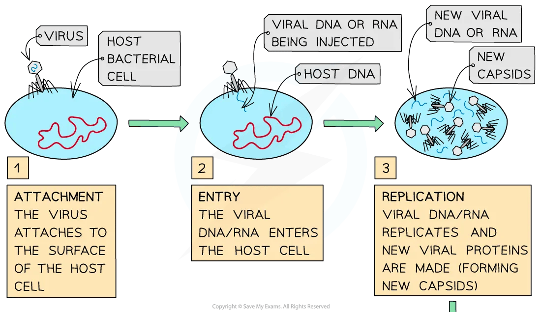 The lytic pathway of viral replication