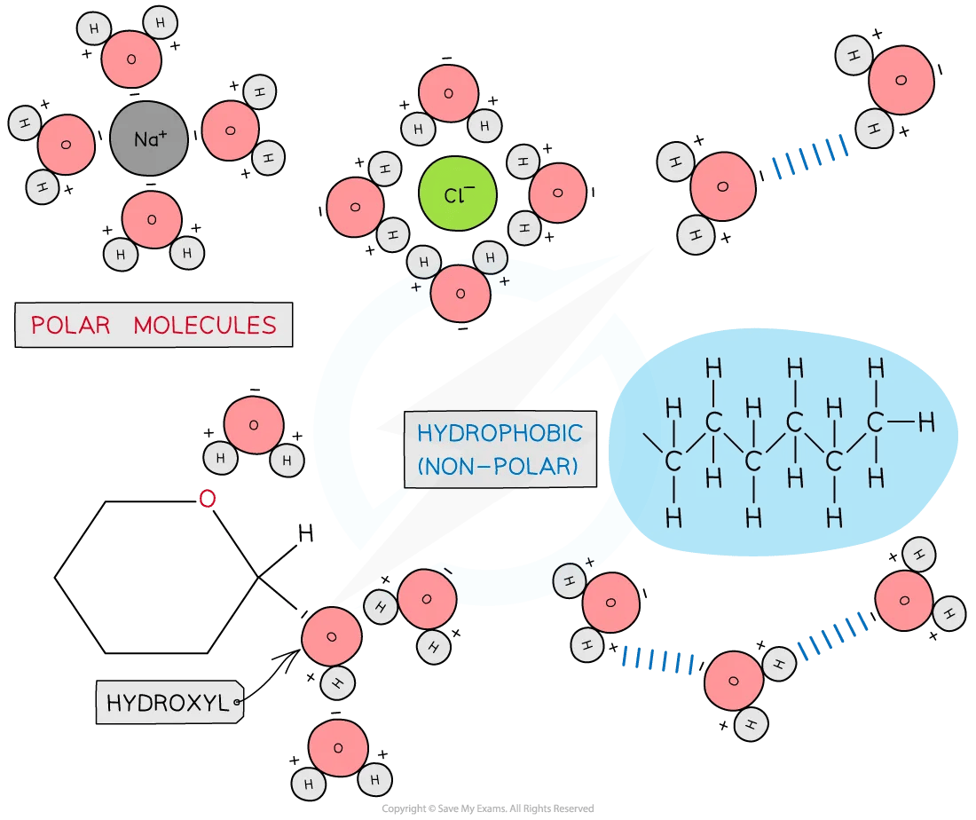 Water as a solvent diagram