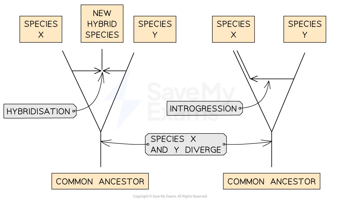 -hybridisation-introgression-diagram-hybridisation-introgression-diagram