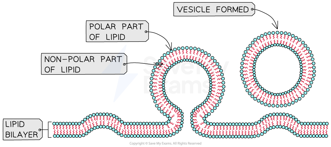 -the-formation-of-vesicles-diagram