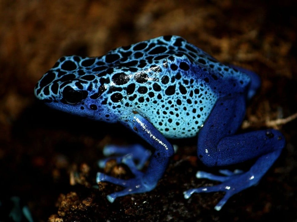 5FUBAGlS_poison-dart-frog-prey-photo