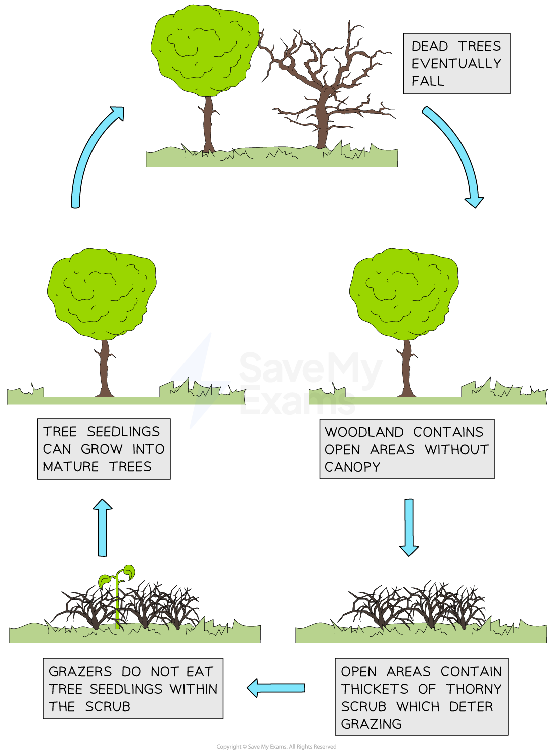 cyclic-succession