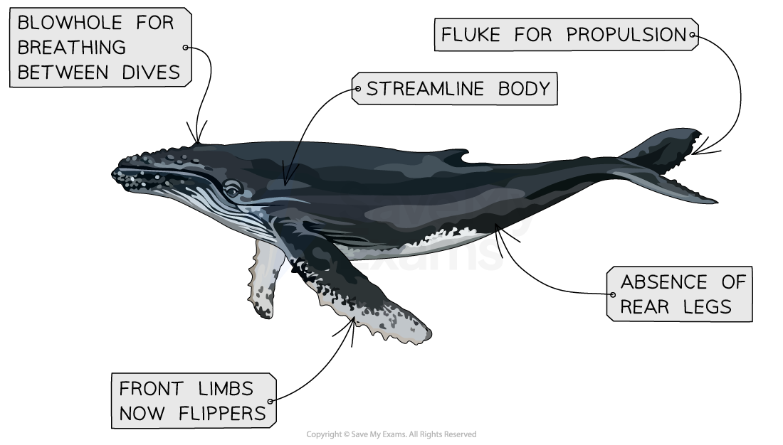 adaptations-for-swimming-in-marine-mammals