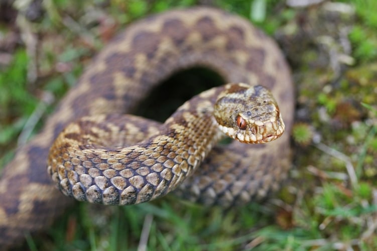 adder-predator-photo