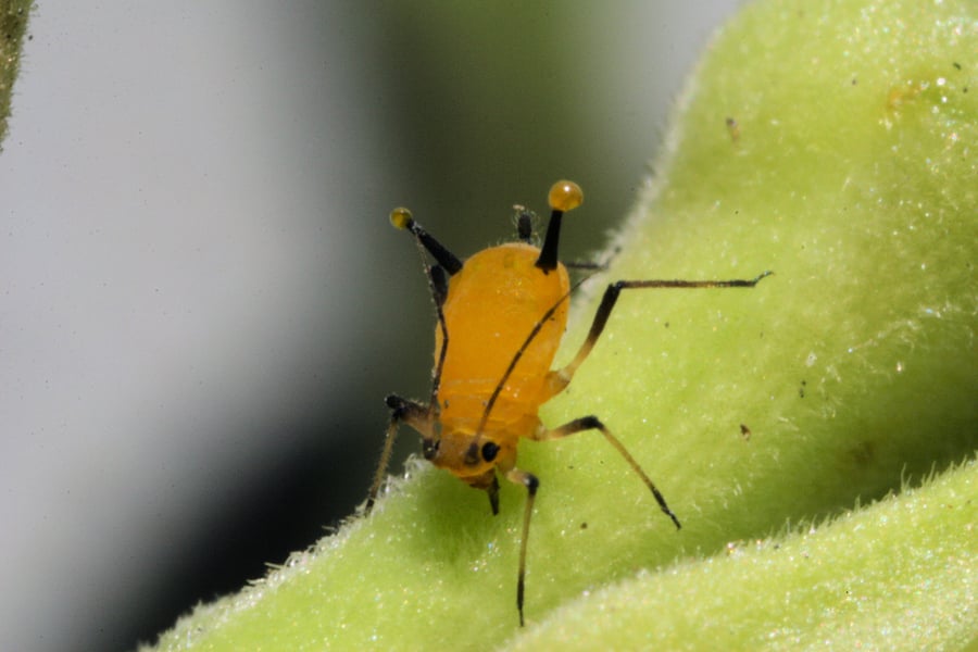 aphid-phloem-stylet-photo