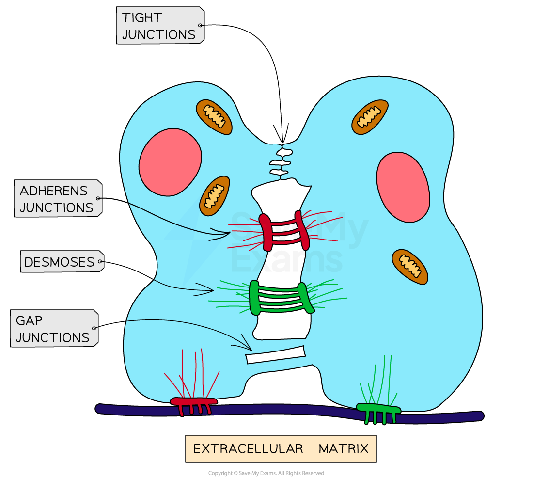 b2-1-17-adhesion-of-cells-to-form-tissues