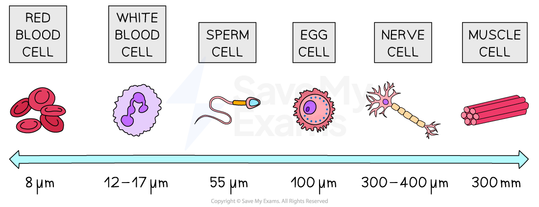 b2-3-5-cell-specialisation-and-size