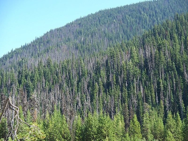 bark-beetle-damage