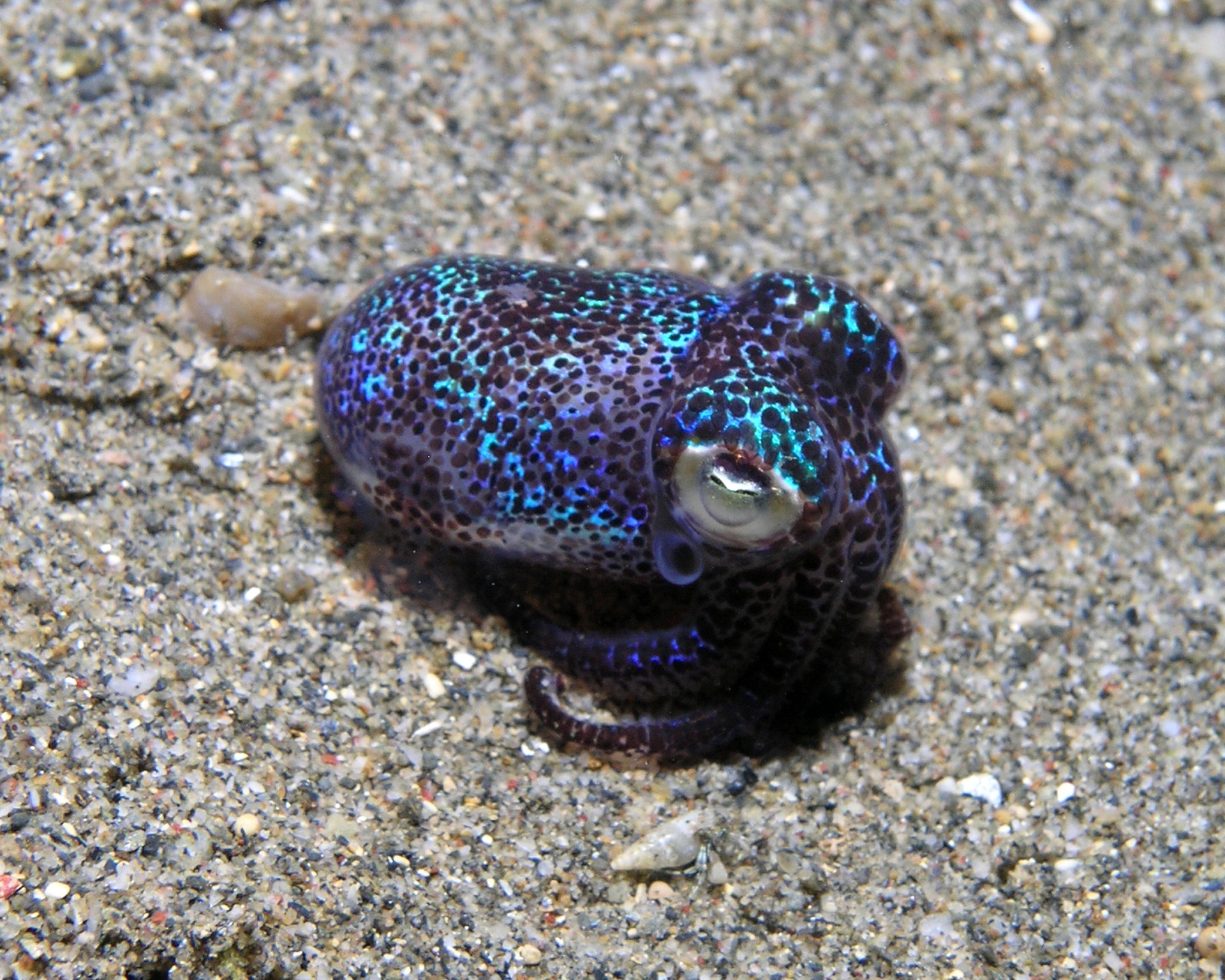 bobtail-squid