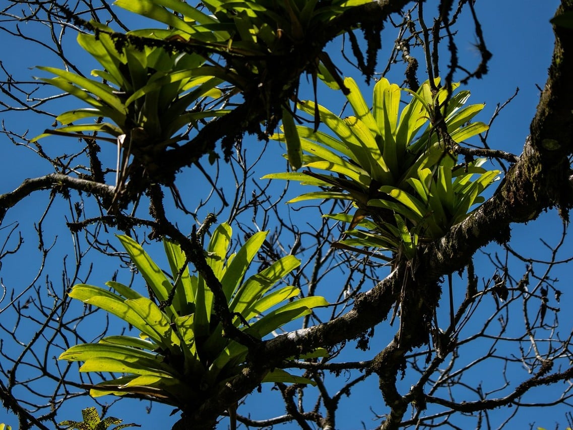 bromeliad-epiphyte-photo