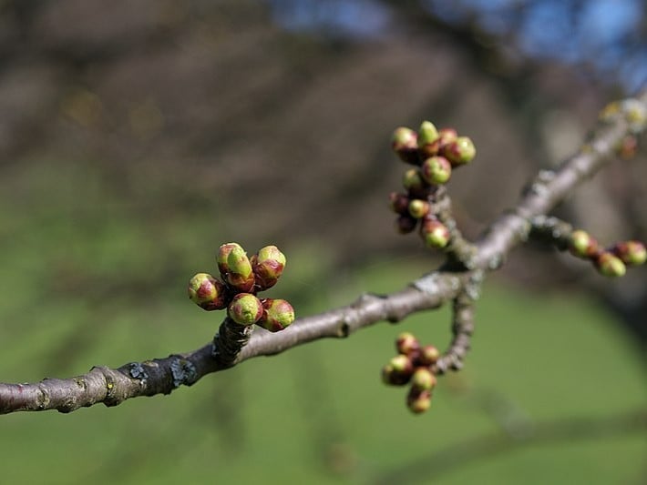 bud-bursting