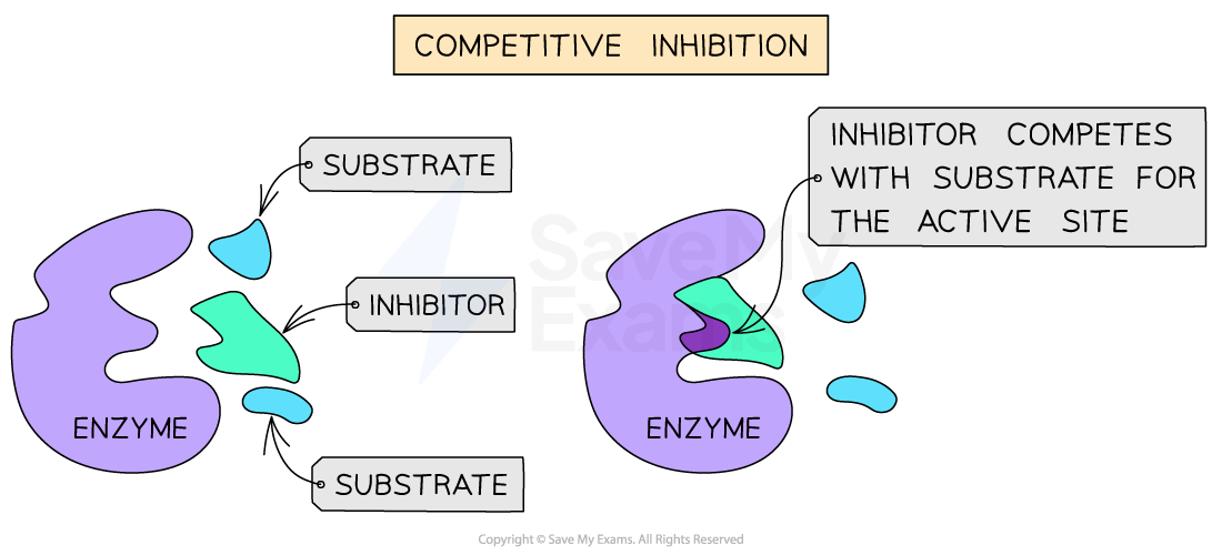 c1-1-14-competitive-inhibition