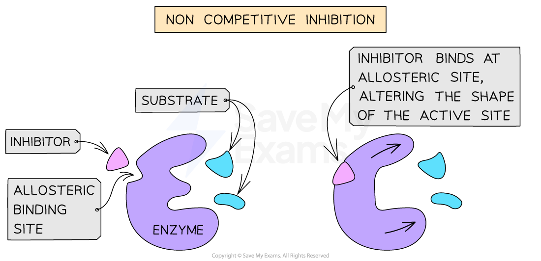 c1-1-14-non-competitive-inhibition