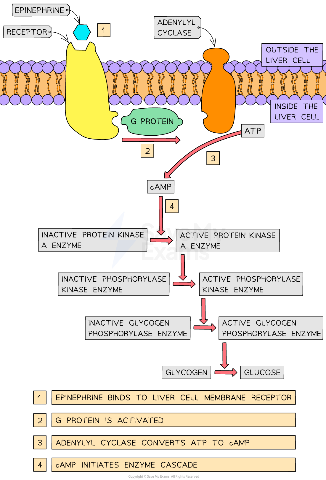 epinephrine and the second messenger model