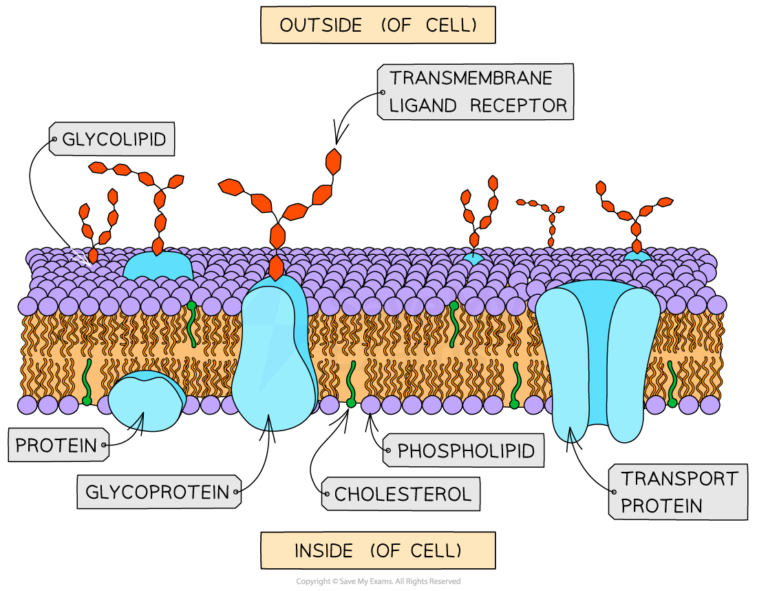 c2-1-6-transmembrane-and-intracellular-receptors