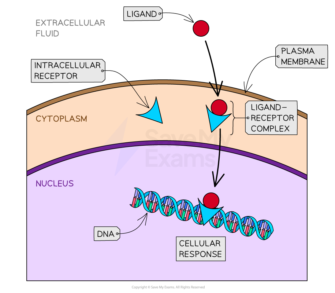 Intracellular receptor function