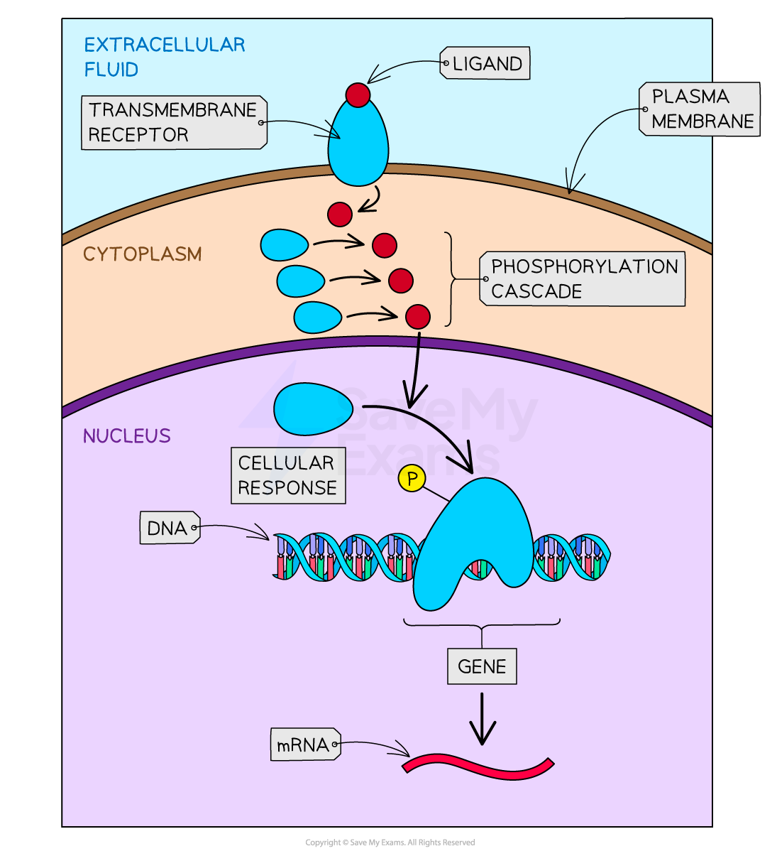 transduction-pathways