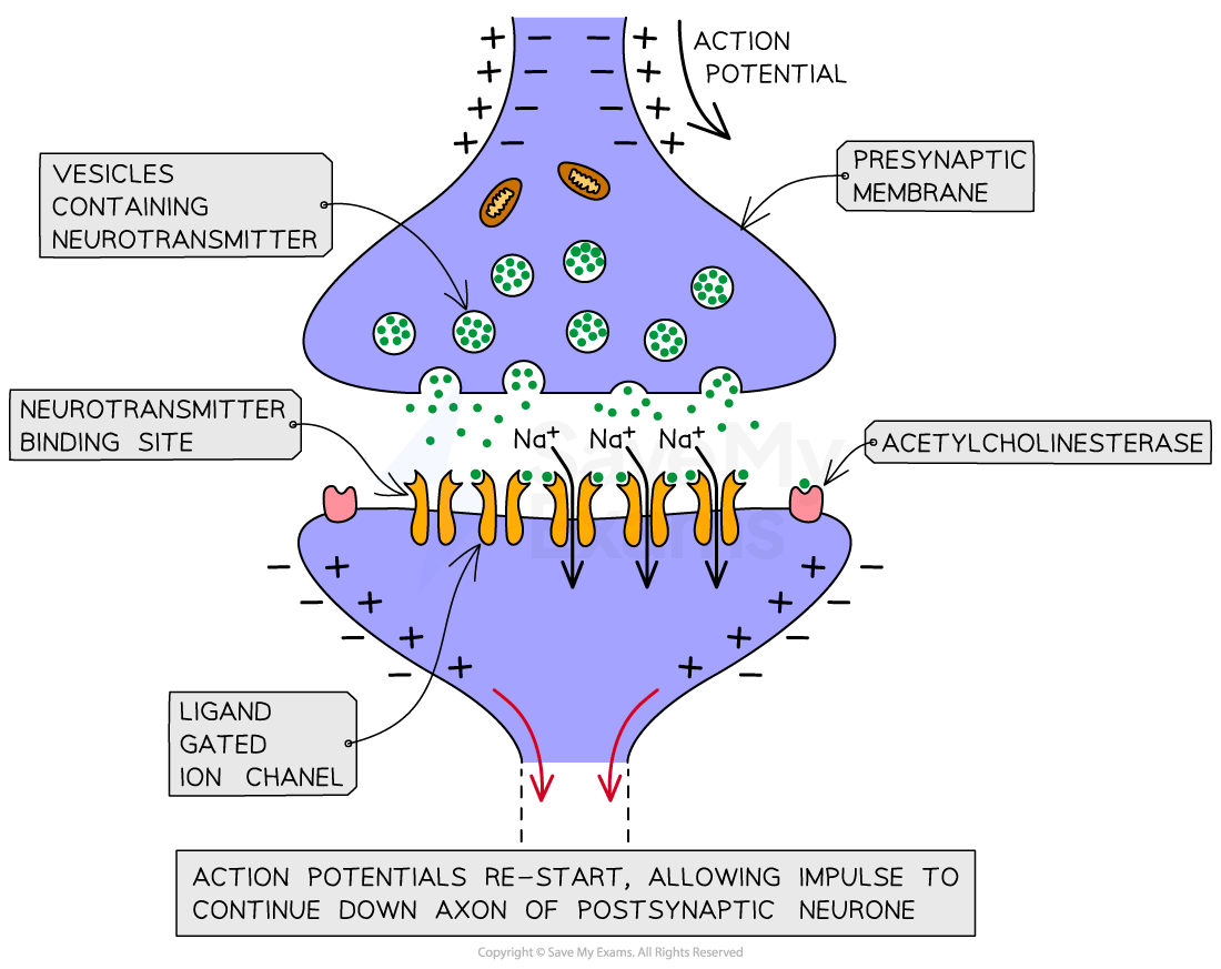 c2-1-8-neurotransmitters-and-membrane-potential-1