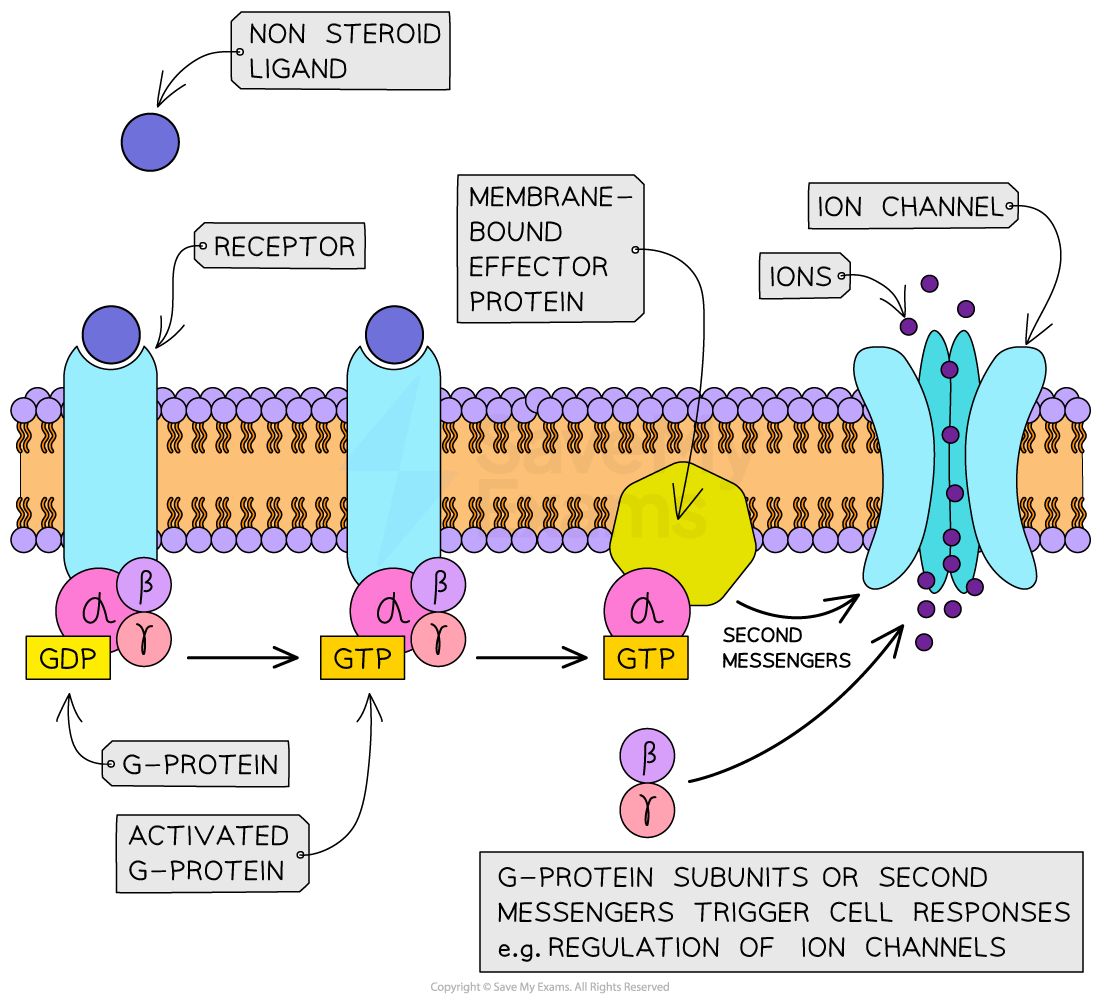 g-protein receptors