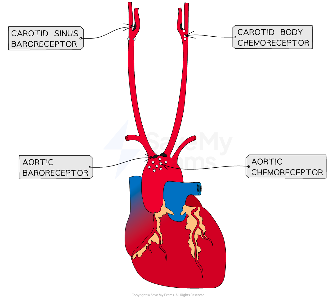 c3-1-14-feedback-control-of-heart-rate