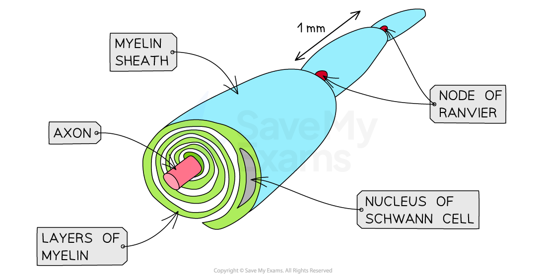 c3-1-8-nerves-as-bundles-of-nerve-fibre