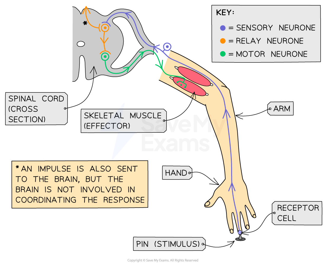 c3-1-9-pain-reflex-arcs-as-an-example-of-involuntary-responses