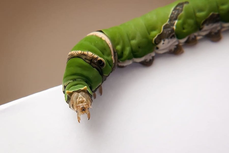 caterpillar-mandibles-insect-photo