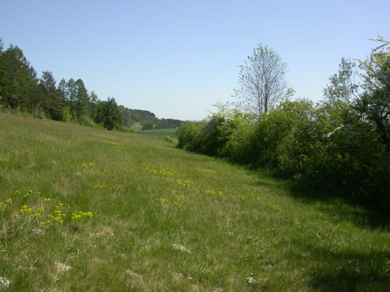 chalk-grassland-interrupted-succession-photo