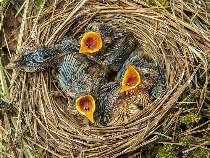 chicks-nesting