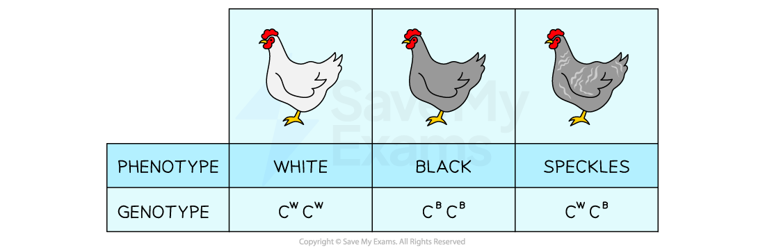 codominance-in-chickens