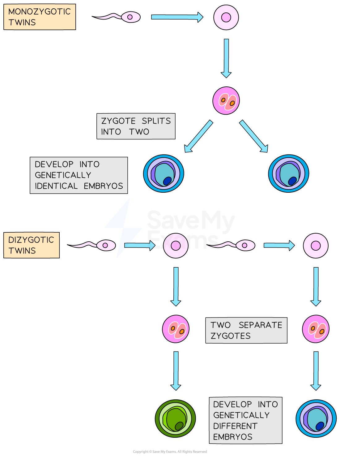 comparison-of-monozygotic-and-dizygotic-twins