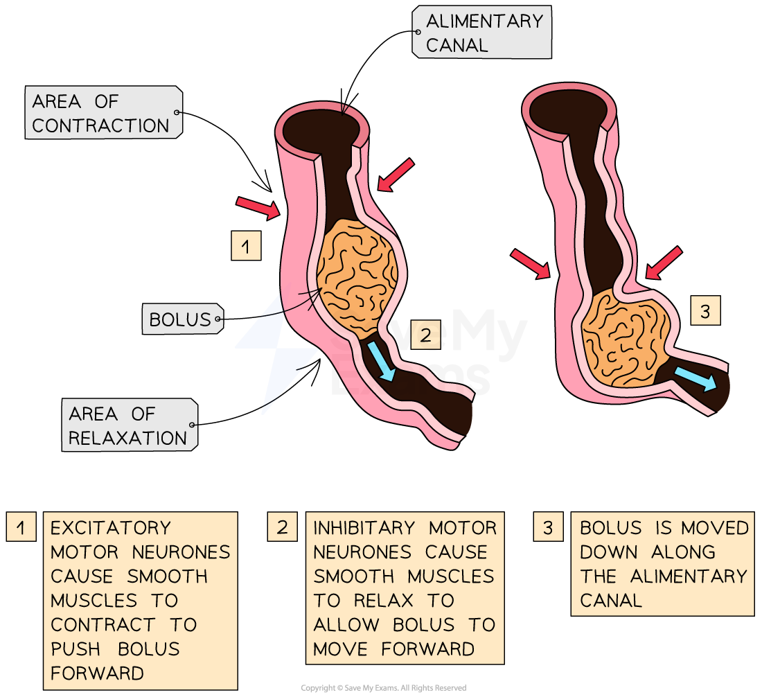 control-of-peristalsis