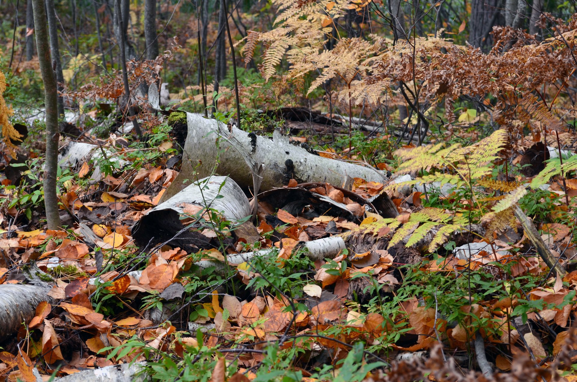 decomposition-nutrient-cycling-photo