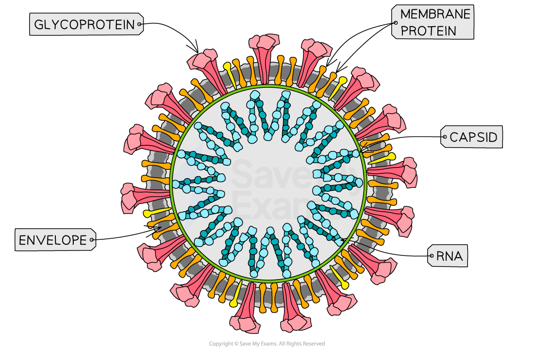 diversity-of-structure-in-viruses-coronavirus