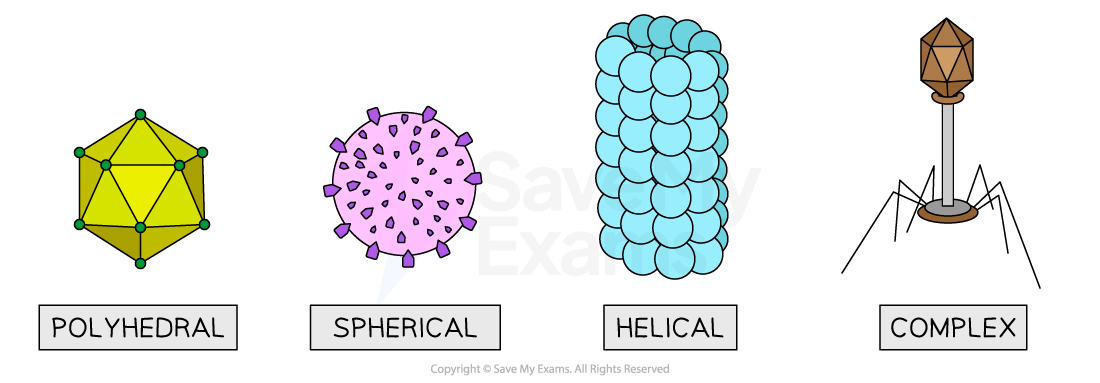 diversity-of-structure-in-viruses