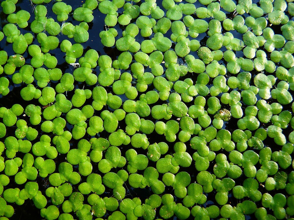 duckweed photo