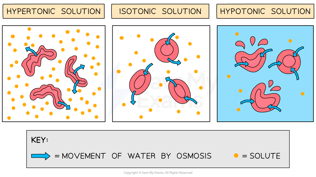 effects-of-water-movement-on-animal-cells-1