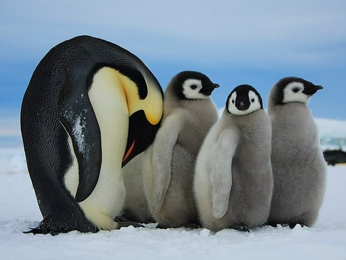 emperor-penguin-sea-ice