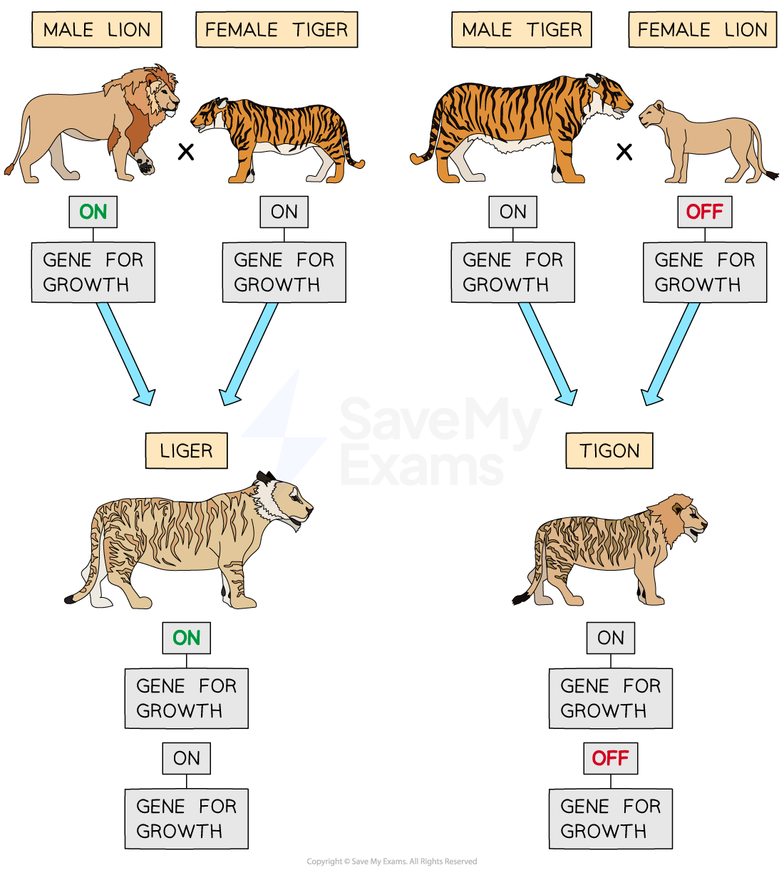 epigenetic-inheritance-in-tigons-and-ligers-