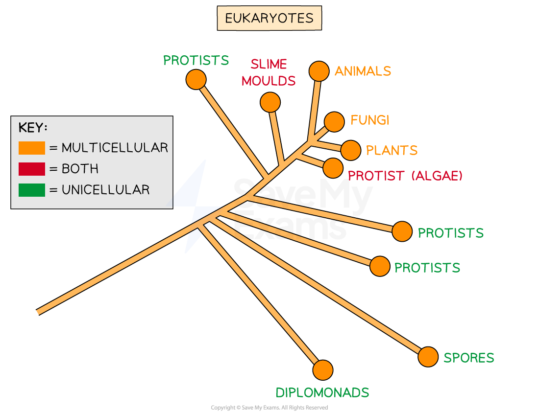 evolution-of-multicellularity-2