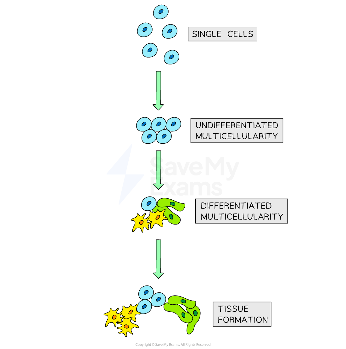 evolution-of-multicellularity