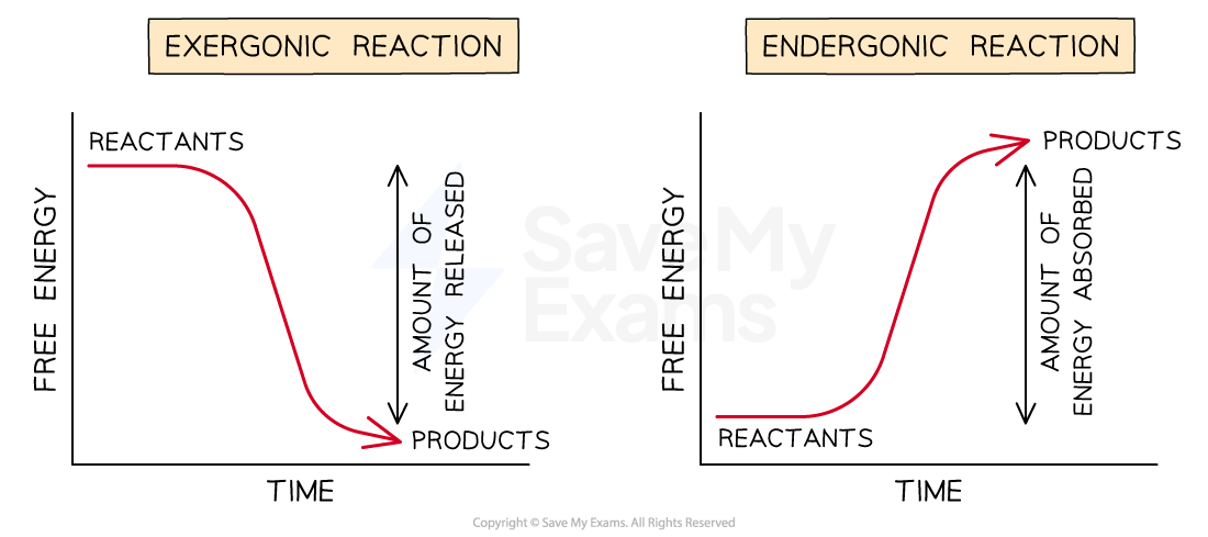 exergonic-and-endergonic-reactions